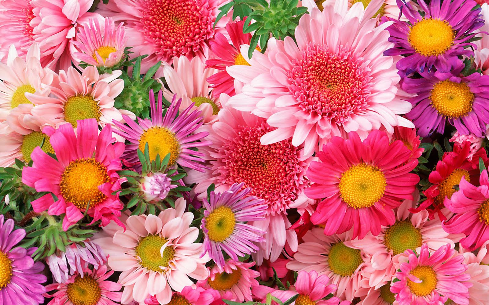 flores2