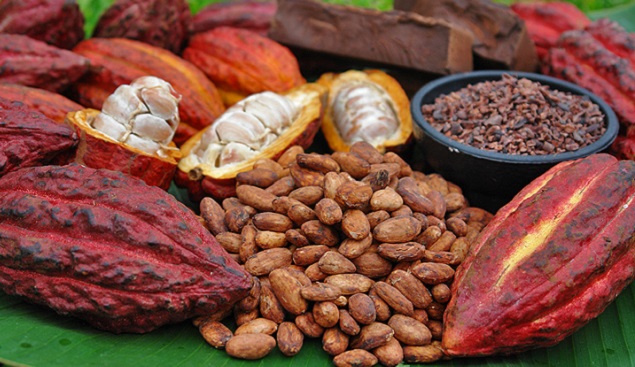 cacaoperu