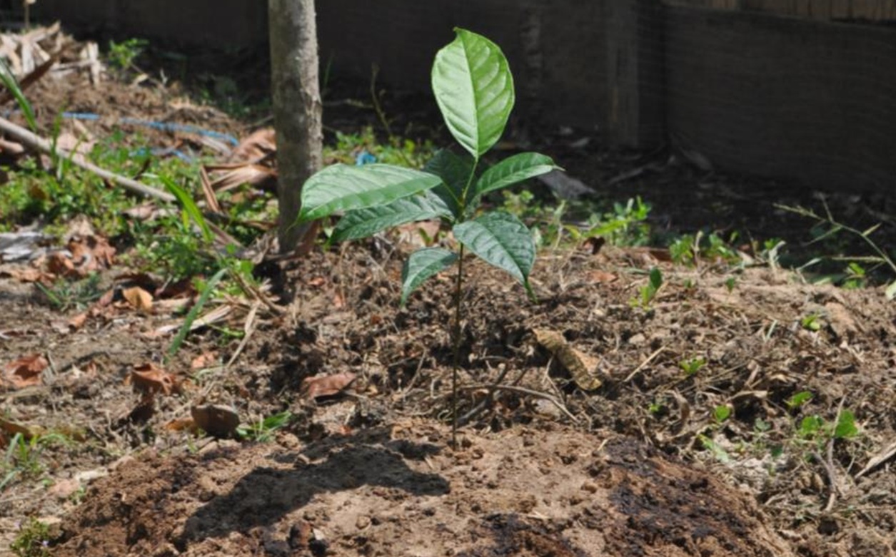 CAOBA 02