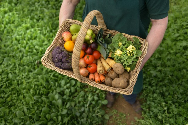 Farmer carrying organic vegetables in basket for delivery, close up