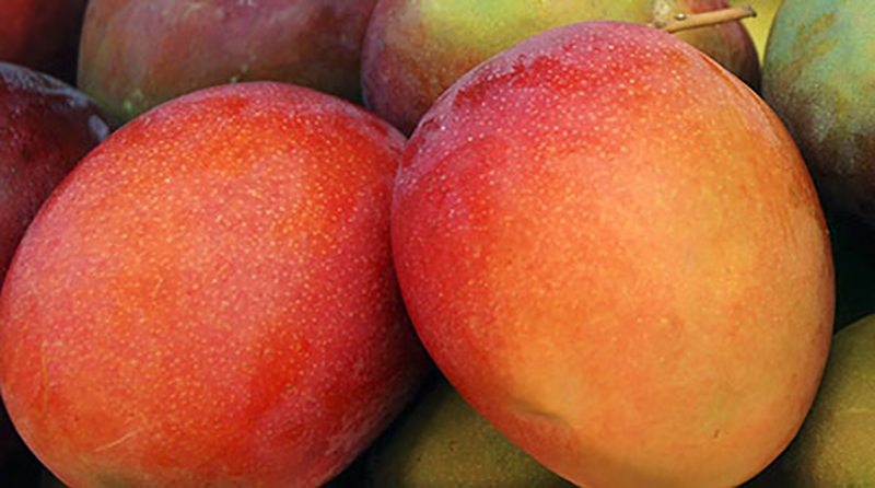 Mango-Kent