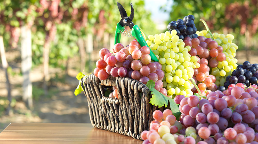 Perú se convierte en el primer exportador mundial de uvas frescas – AgroNegociosPerú